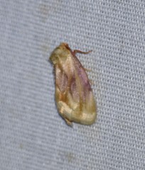 Chamaeclea basiochrea