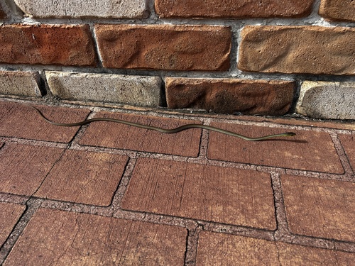 Common Tree Snake sighting