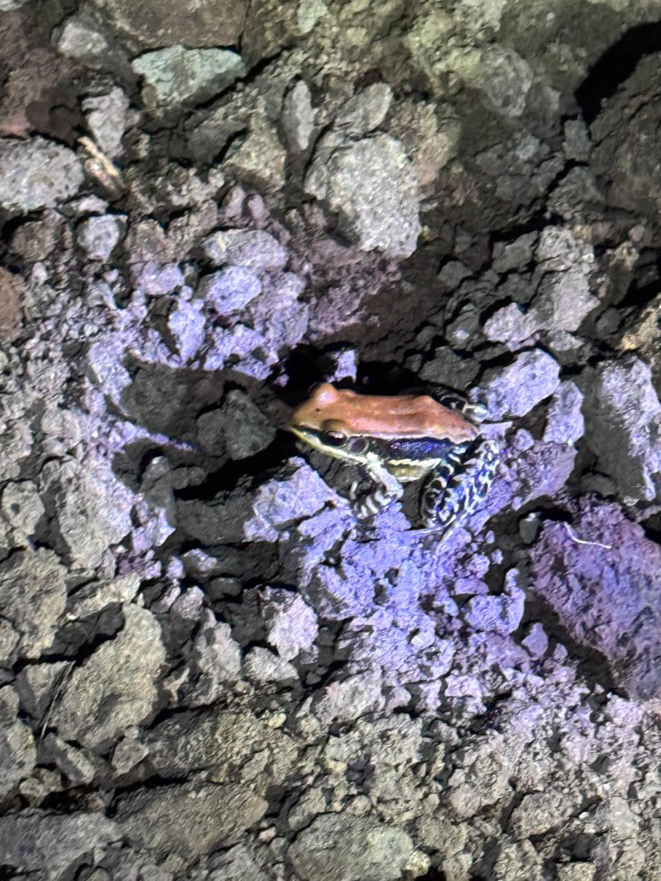 Wide-Range Fungoid Frog