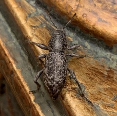 Orimodema protracta