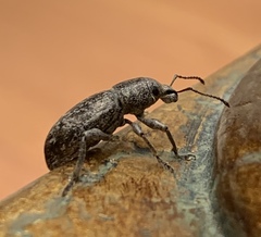 Orimodema protracta