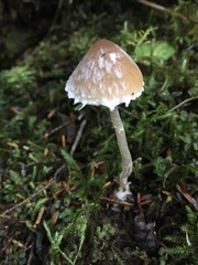 Psathyrella frustulenta