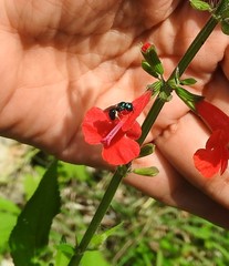 Calloceratina