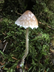 Psathyrella frustulenta