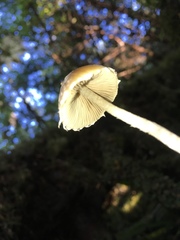 Psathyrella frustulenta