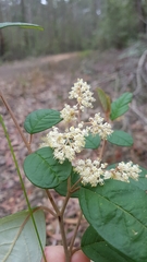 Pomaderris intermedia