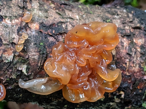 Phaeotremella frondosa