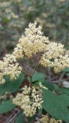 Pomaderris intermedia