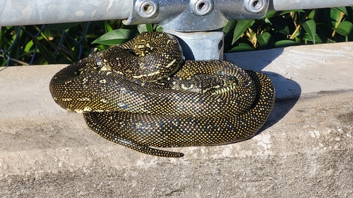 Diamond Python sighting