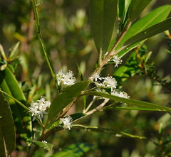 Nematolepis squamea squamea