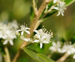 Nematolepis squamea squamea