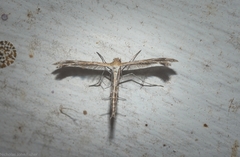 Stangeia xerodes