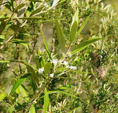 Nematolepis squamea squamea