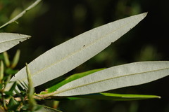 Nematolepis squamea squamea