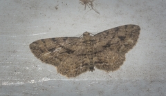 Boarmia curtaria