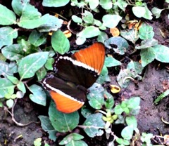Siproeta epaphus epaphus