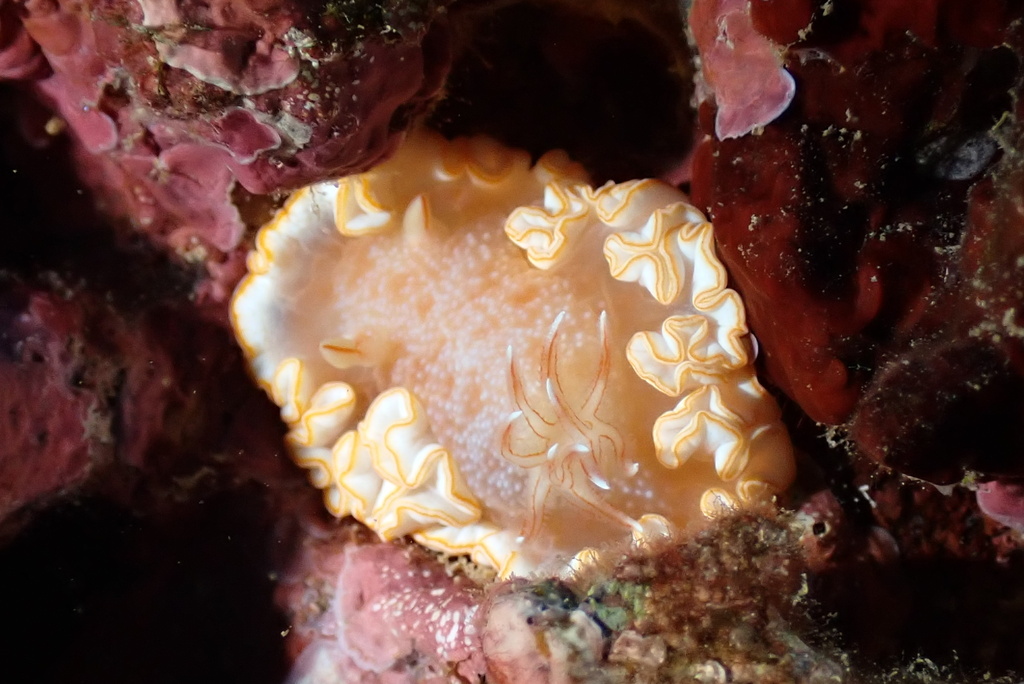 Snow-goddess Nudibranch