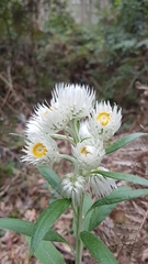 Leucozoma elatum, photograph Vale Jenny Conolly, CC0, iNaturalist via GBIF