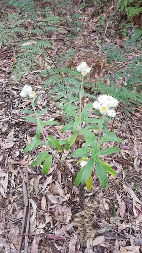 Leucozoma elatum, photograph 4