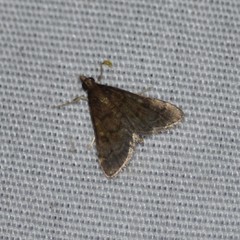 Steniodes declivalis