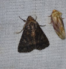 Condica albigera
