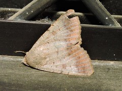 Pandesma