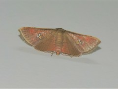 Banisia