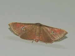 Banisia