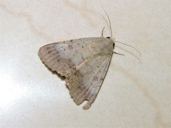 Pandesma