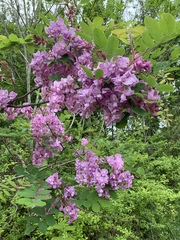 Robinia hispida