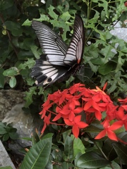 Papilio memnon thunbergii