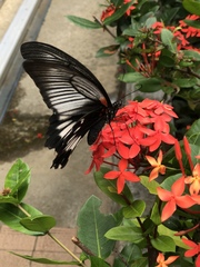 Papilio memnon thunbergii