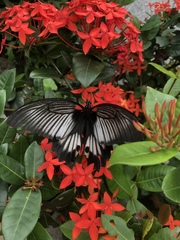 Papilio memnon thunbergii
