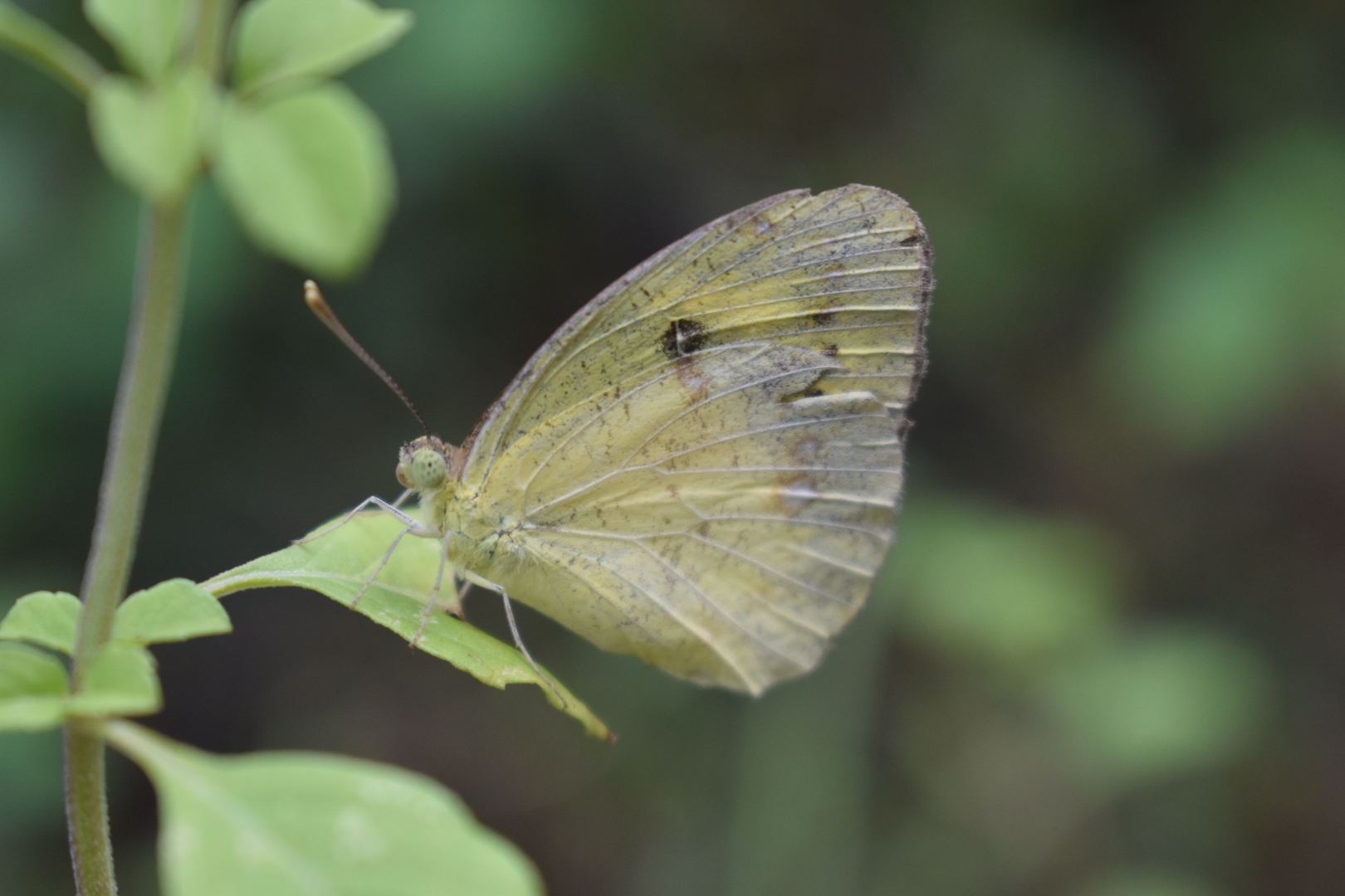 Yellow Orange-Tip