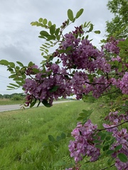 Robinia hispida