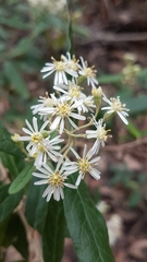 Olearia stellulata