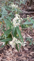 Olearia stellulata