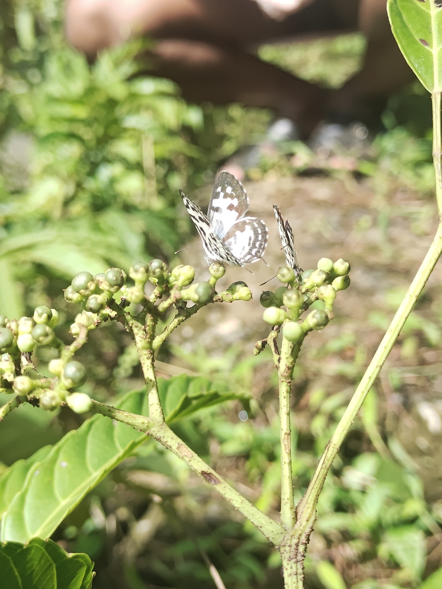 Common Pierrot