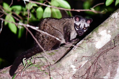 Paradoxurus philippinensis