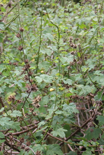 Prickly Hibiscus