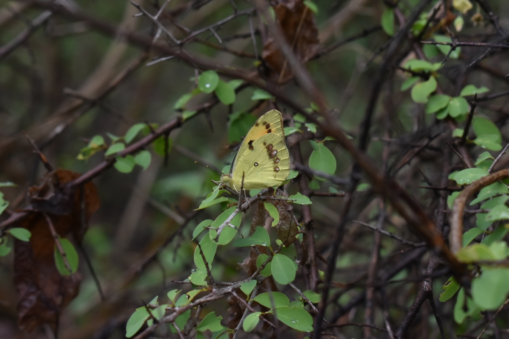 White Orange-Tip