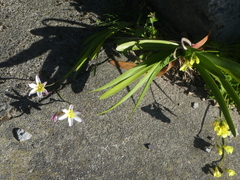 Sparaxis grandiflora