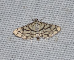 Hileithia rehamalis