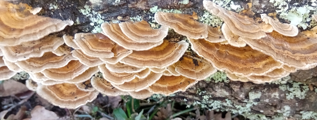 Trametes versicolor · June 2025 · photo: © sorceras (iNaturalist, cc-by)