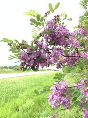 Robinia hispida