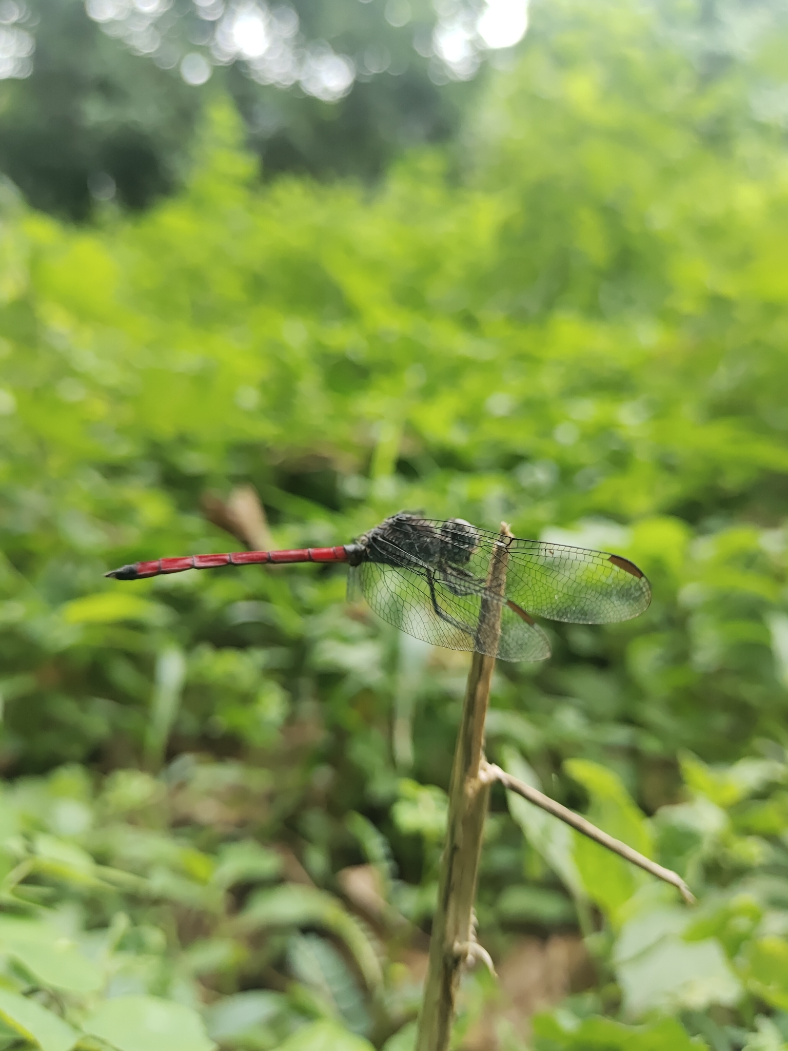 Asiatic Bloodtail