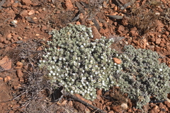 Helichrysum cerastioides