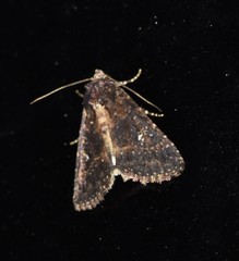 Condica albigera