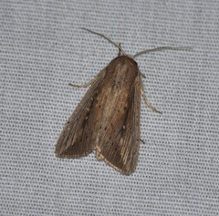 Leucania subpunctata