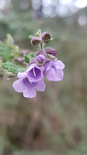 Prostanthera incana A.Cunn. ex Benth.
